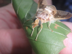Goniops chrysocoma