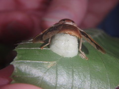 Goniops chrysocoma