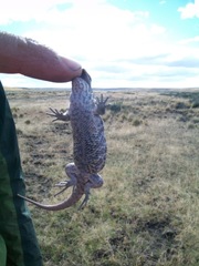 Liolaemus magellanicus