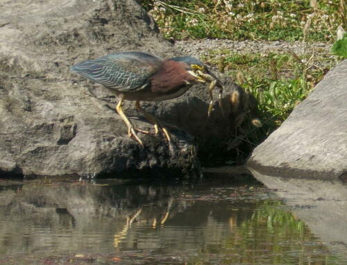 Green Heron photographed in Oregon