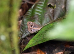 Posttaygetis penelea