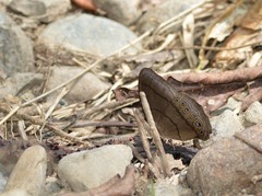 Erichthodes antonina