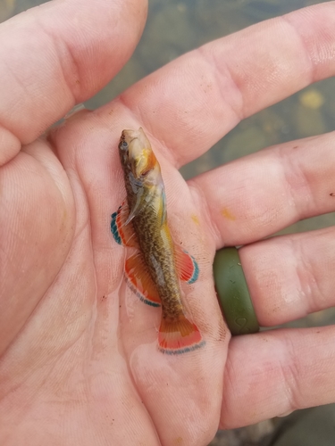 Orangebelly darter (Etheostoma radiosum) — Percidae — 3