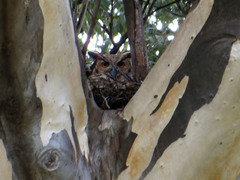 Bubo virginianus nacurutu