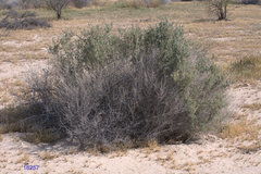 Atriplex torreyi