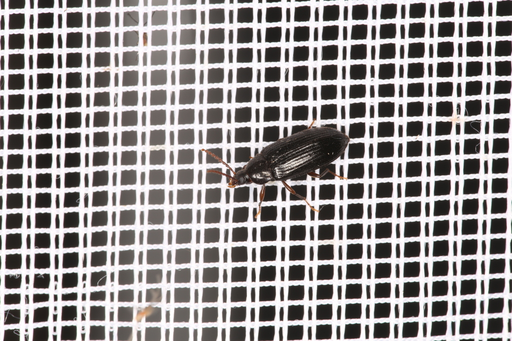 Hymenorus doublieri