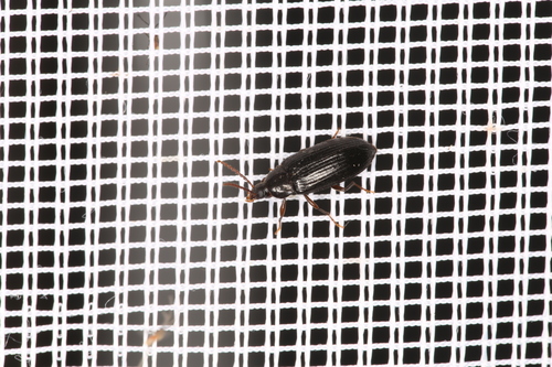 Hymenorus doublieri