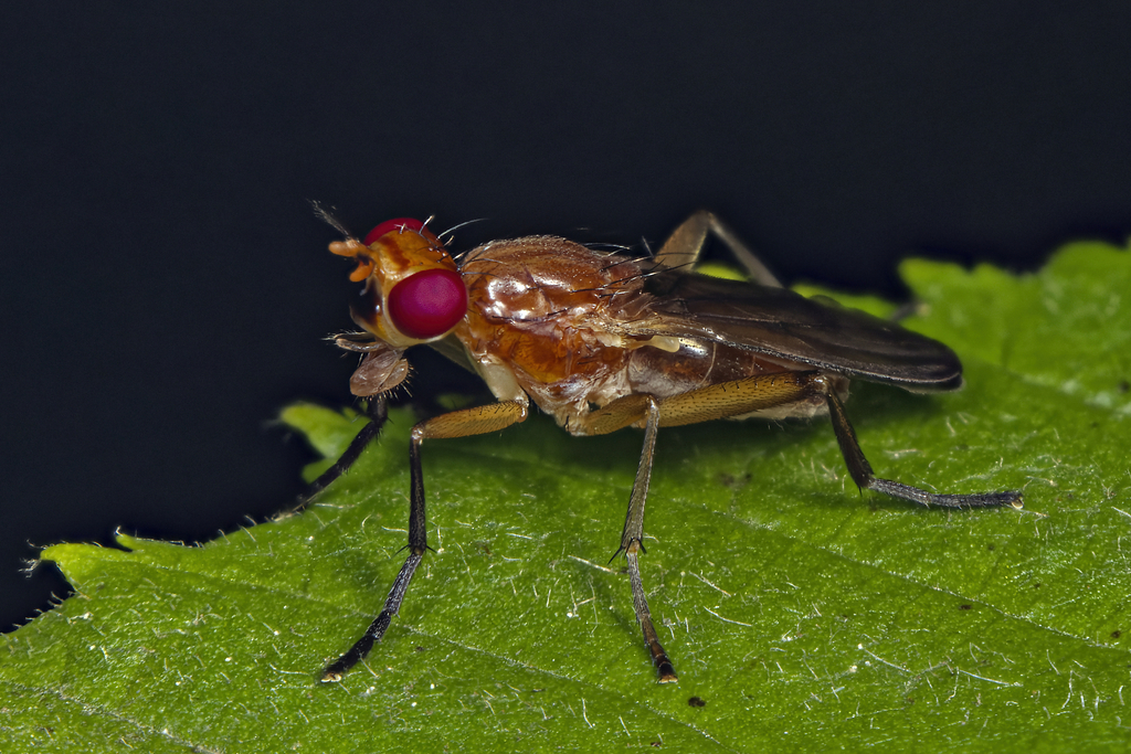 Sciomyza aristalis