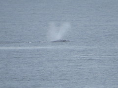 Eubalaena australis