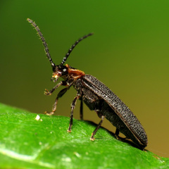 Lopheros fraternus