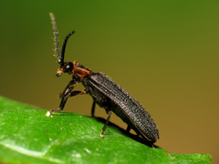 Lopheros fraternus