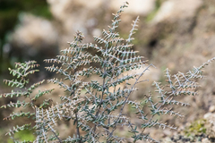 Pellaea mucronata mucronata