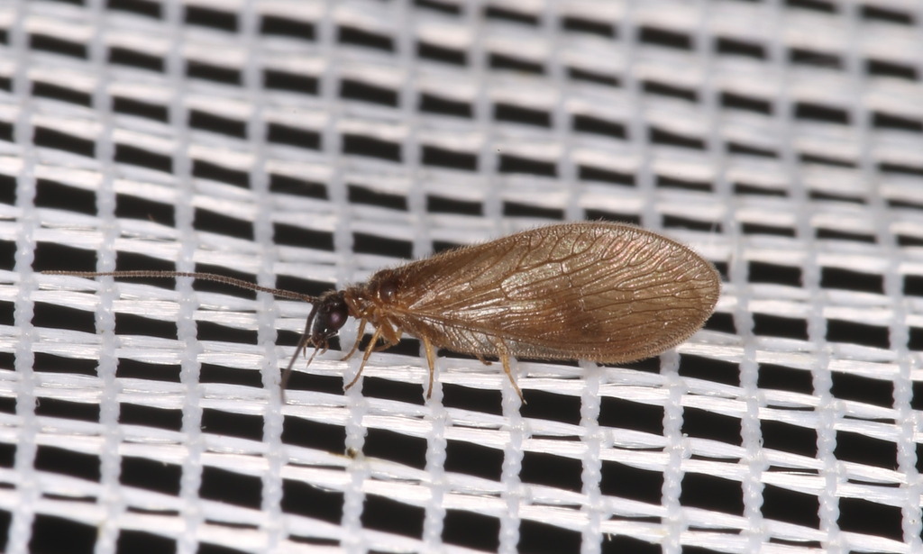 Sympherobius fuscescens
