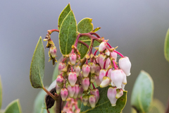 Arctostaphylos glauca