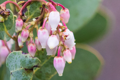 Arctostaphylos glauca