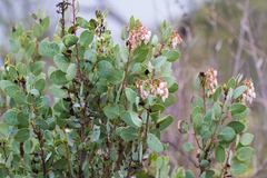 Arctostaphylos glauca
