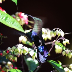 Eulampis holosericeus