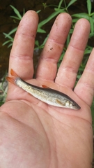 Campostoma spadiceum