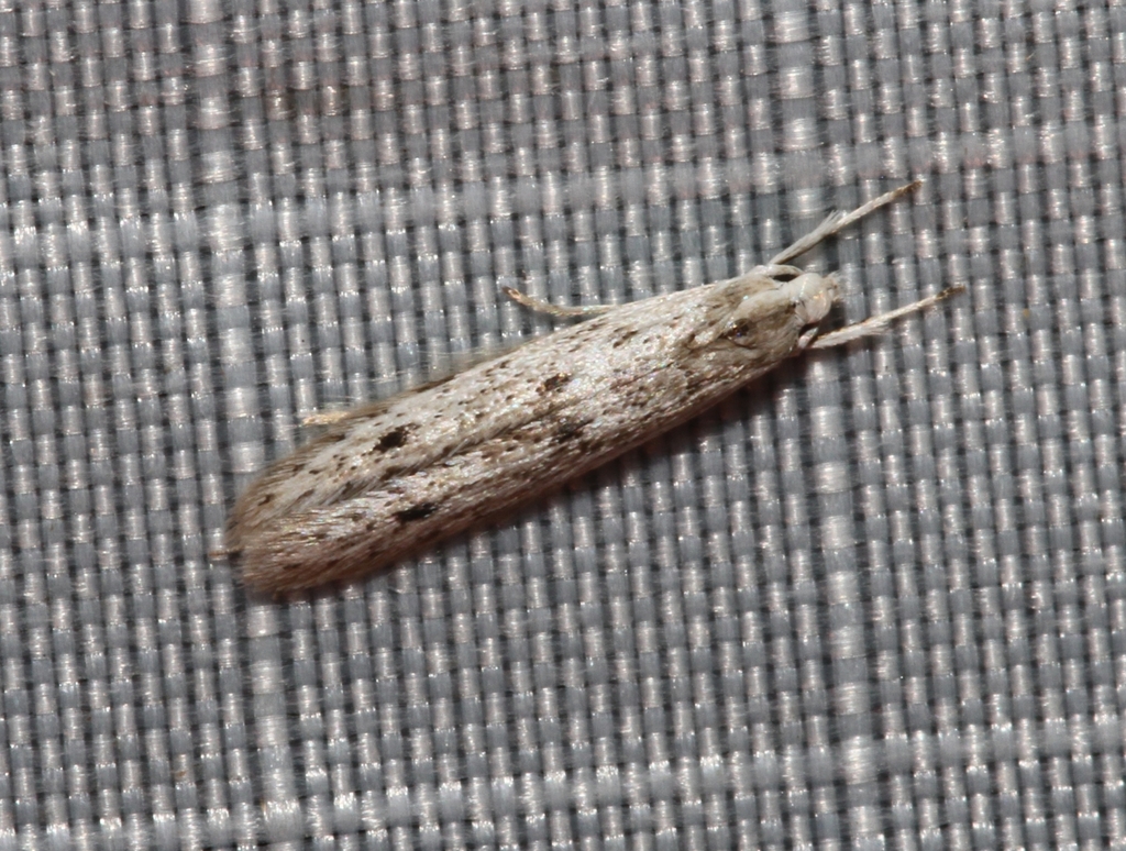 Octagonal Casemaker Moth