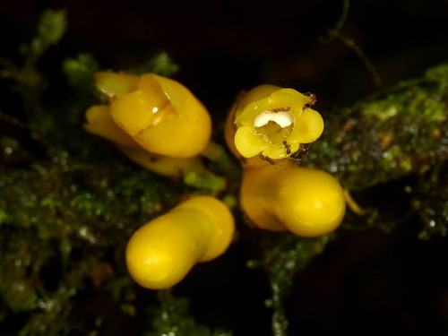 Schlegeliaceae