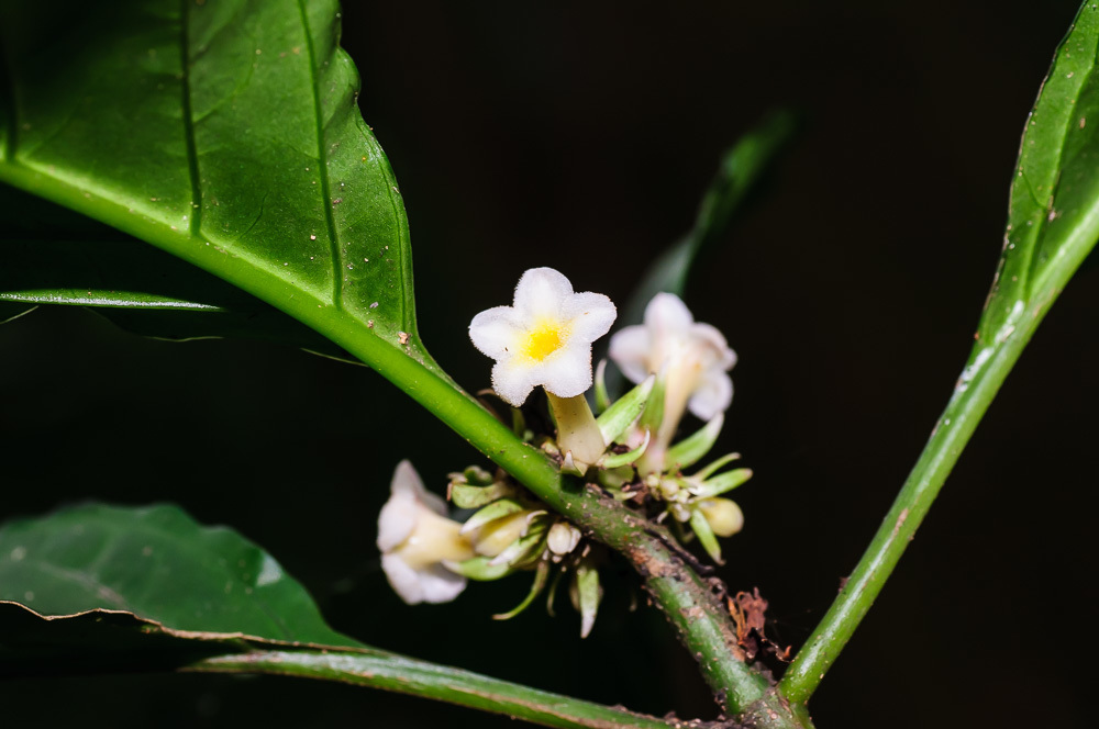 carlemannia family