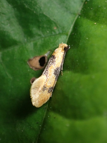 Yellow Wave Moth photo 2