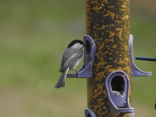 Carolina Chickadee photographed in South Carolina