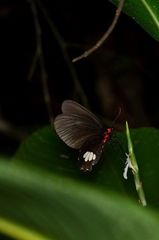 Parides panares