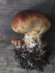 Scleroderma meridionale