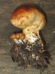 Scleroderma meridionale