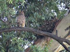 Bubo virginianus nacurutu