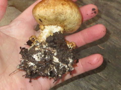 Scleroderma meridionale