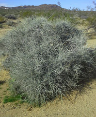 Ephedra torreyana