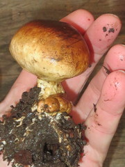 Scleroderma meridionale