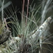 Bartram's Airplant - Photo (c) Lucas C. Wheeler, some rights reserved (CC BY-NC), uploaded by Lucas C. Wheeler