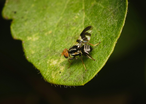 Apple Maggot photo 4
