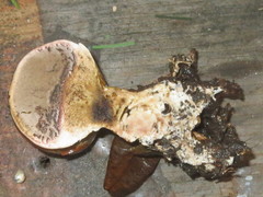 Scleroderma meridionale