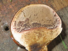 Scleroderma meridionale