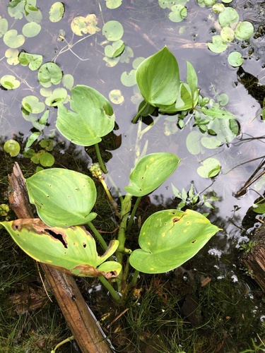 Calla palustris iNat (1)