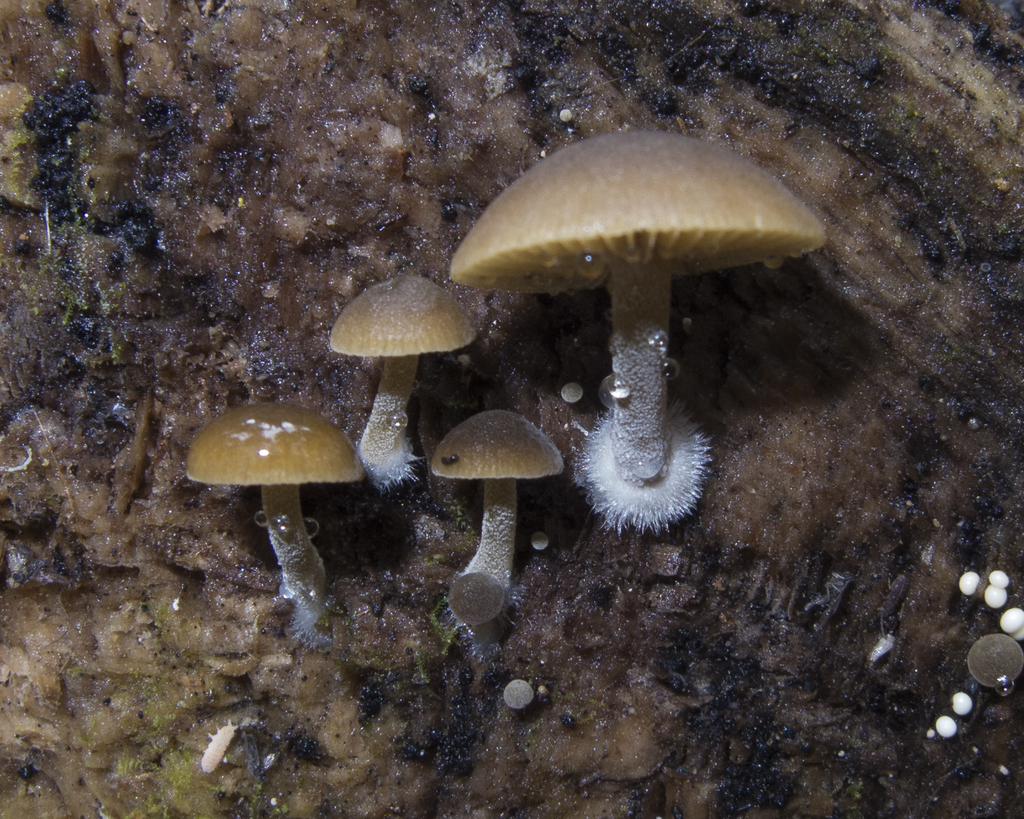 Simocybe largispora