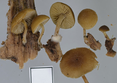 Simocybe largispora