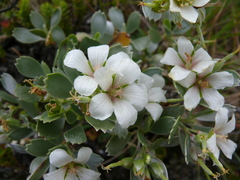 Geranium cuneatum tridens
