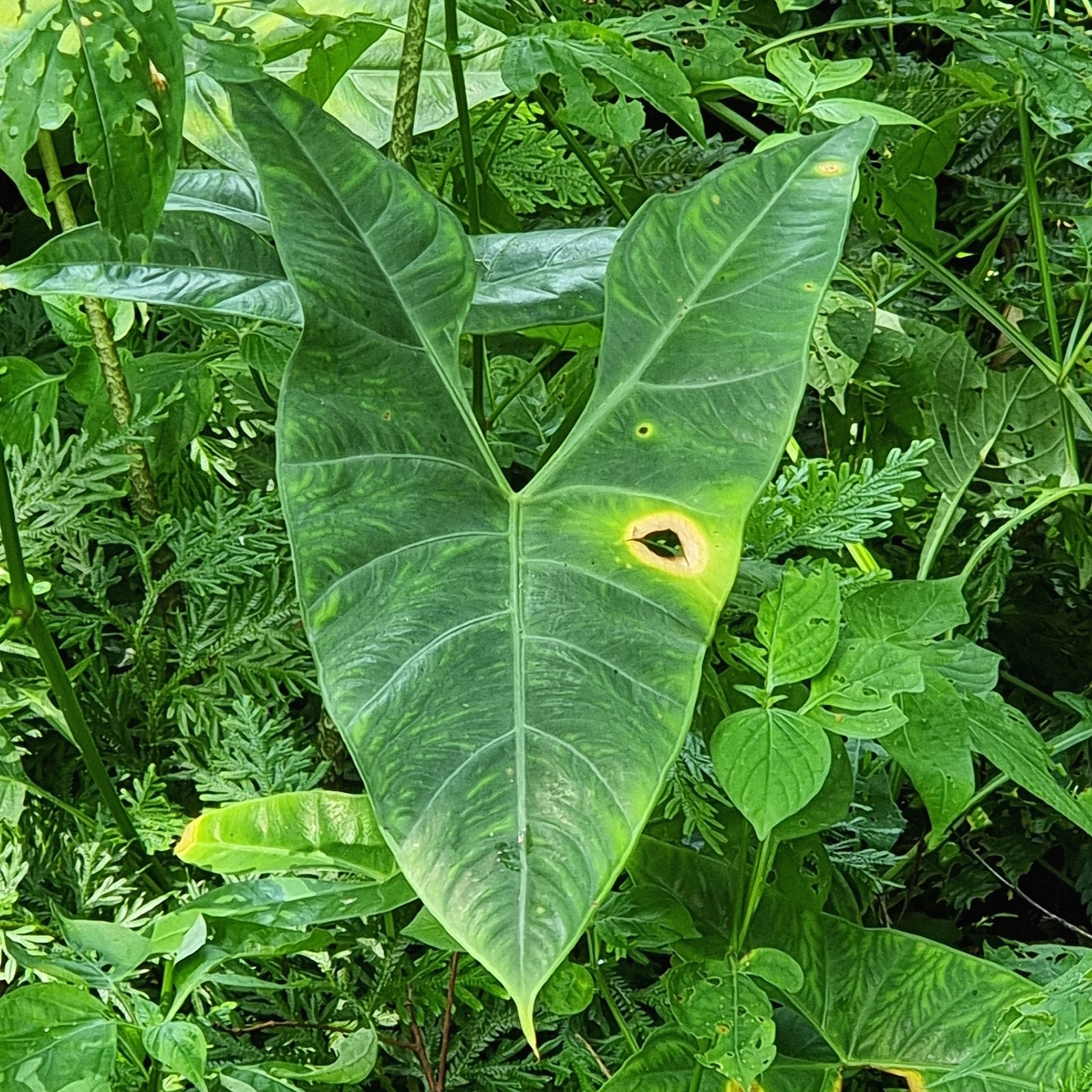 Alocasia longiloba