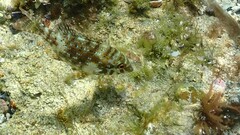 Spangled Emperor