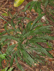 Blechnum membranaceum