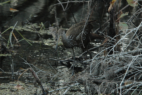 Aramus guarauna image