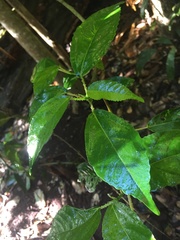 Dendrocnide photiniiphylla