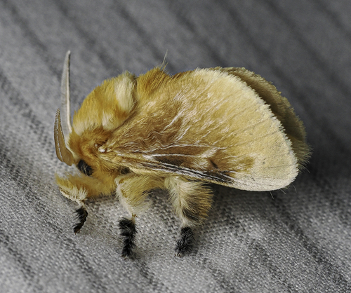 Southern flannel moth