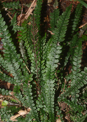 Blechnum membranaceum