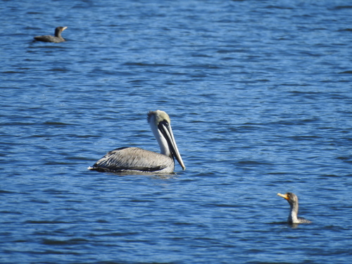 Brown Pelican photographed in Georgia